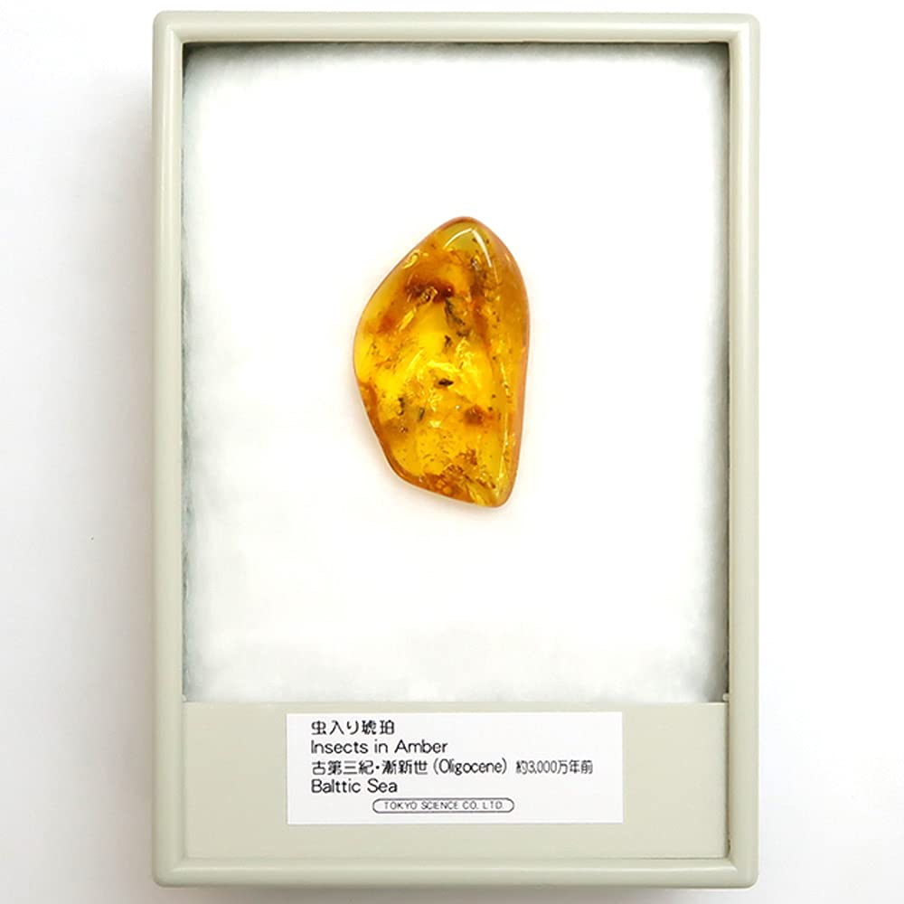 Amazon | Tokyo Science「虫入り琥珀（Insects in Amber）約13-28mm 