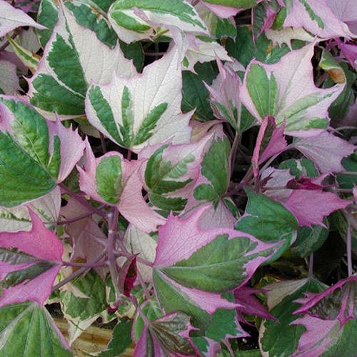 Golden Bloom Variegated Purple Sweet Potato Vine Live Plant (B0C18NWJFX) Amazon Price History, Amazon Price Tracker