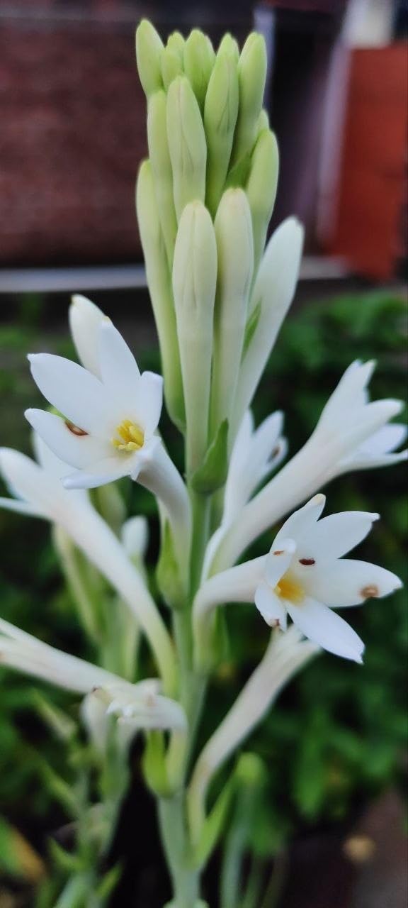 Tuberose Fragrant Live Bulbs Ornamental Sugandhi Plant for Indoor Outdoor Balcony Terrace Home Gardening Fresh Air Natural Aroma Use (6 Healthy Live Bulbs)-image-9