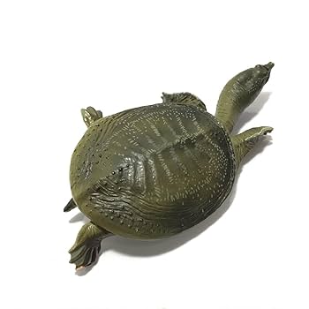 ネイチャーテクニカラー　日本のカメ　クサガメセット ネイチャーテクニカラー NTC 日本のカメ クサガメ 黒化型 台座