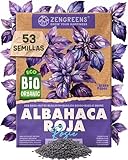 ZenGreens® - Semillas de albahaca (rosie) ecológicas - Semillas de hierbas para cultivar fácilmente en el jardín, balcón o cocina - ideal para principiantes - Basílico