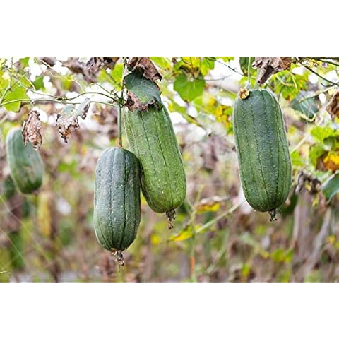 JustSeed - Vegetable - Luffa cylindrica - Loofah - 15 Seeds Cover
