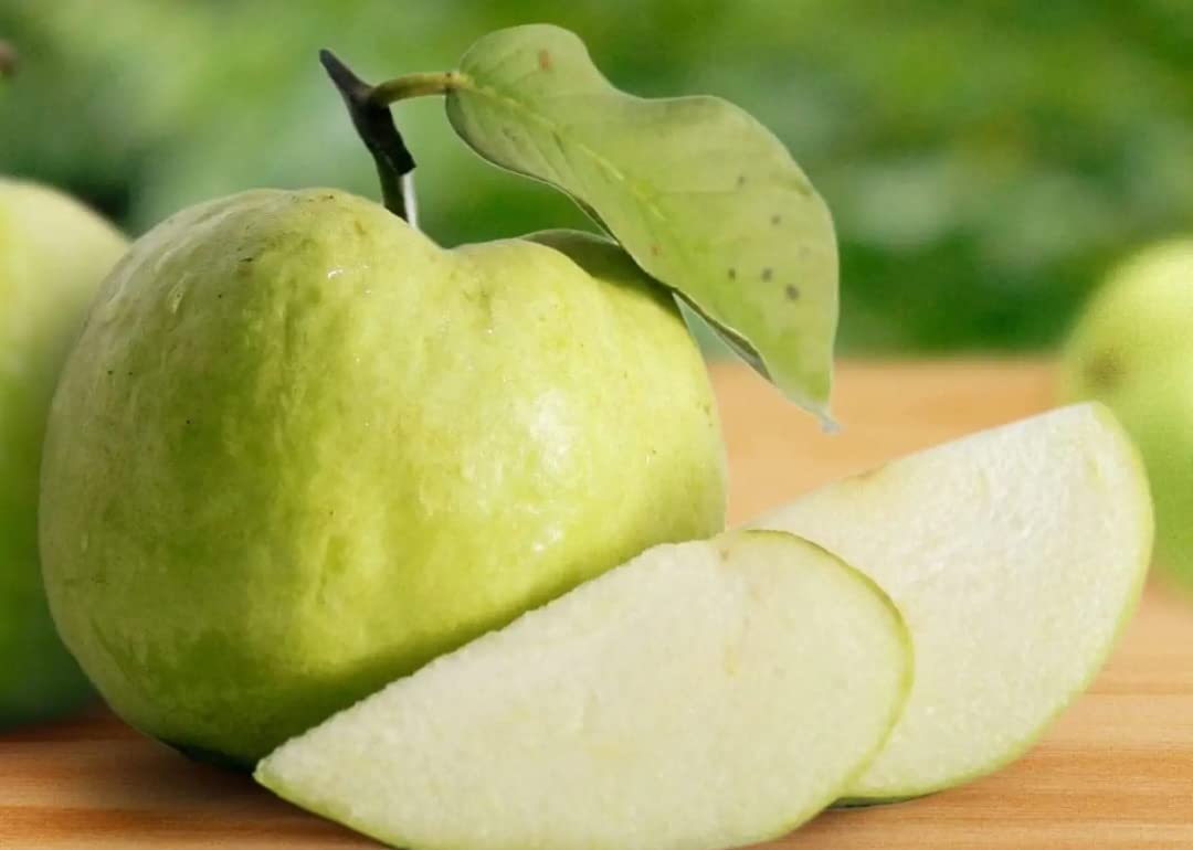 See full amazon price history chart for Nectar Garden Thai Seedless KG Guava Plant- Air Layered Plant Nectar Garden Thai Seedless KG Guava Plant- Air Layered Plant (B0BFM8WLNJ) Amazon Price History, Amazon Price Tracker