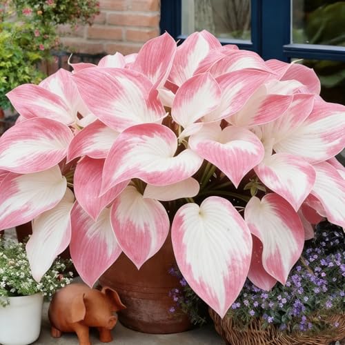 Mixrug Hosta Seeds for Planting, 200+pcs Rare Perennial Hosta Flower Seeds, Non-GMO Heirloom Long Blooming Plants Shaded Entry Pathway Flowers for Garden Outdoors