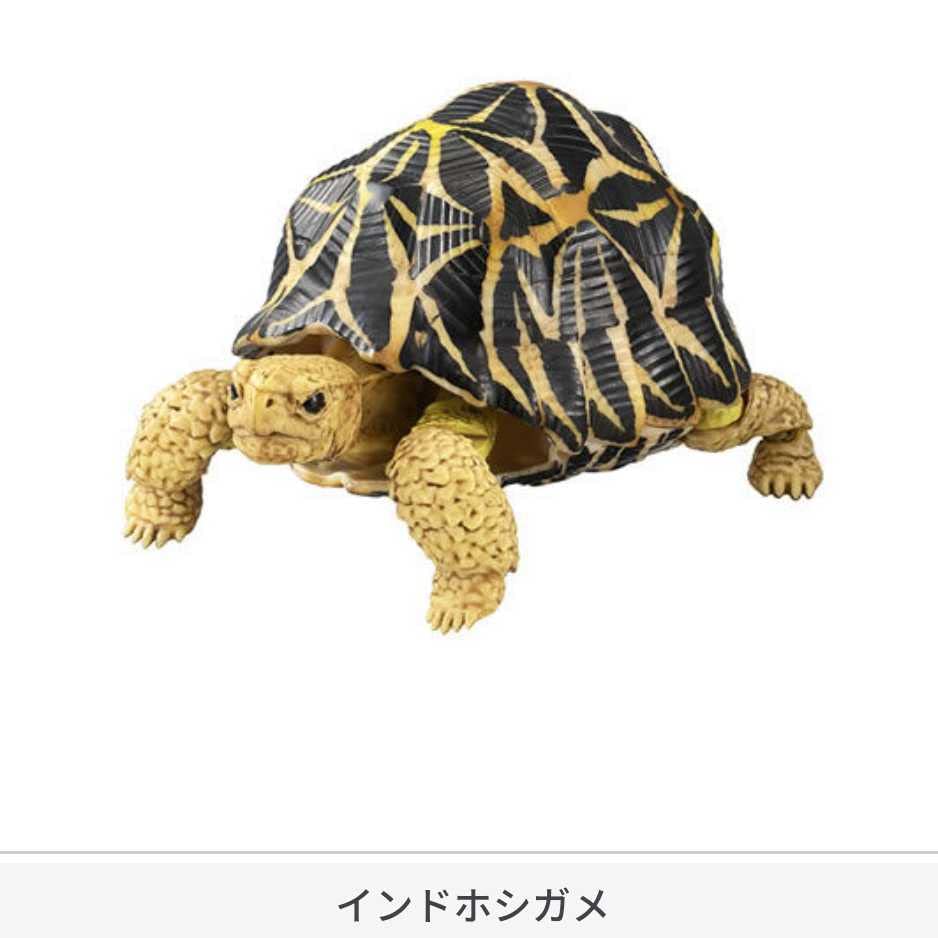 インド亜大陸のカメと陸ガメのカラー・ガイド ／ インドラニール・ダス 