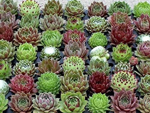 Mini Succulent Plants 2 Dozen Assorted Live Sempervivum Hens and Chicks - Cold Hardy Houseleeks for Fairy Garden Wedding Favor Party Favor Sold by The Dozen