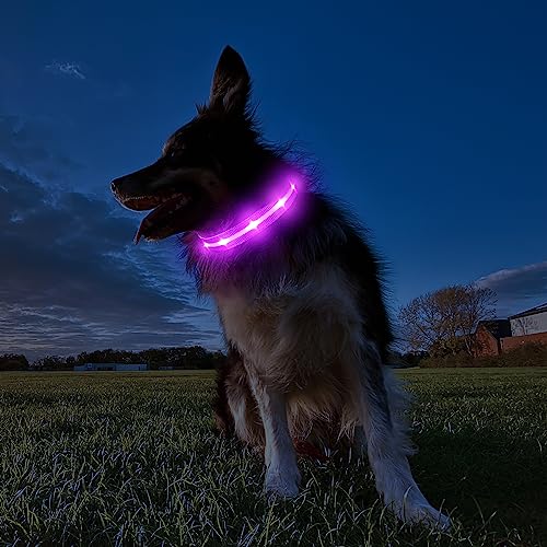 MASBRILL Hundehalsband Leuchtend Aufladbar, Hund 7 RGB Farbwechsel mit 8 Leuchtmodi, Verstellbare LED HundeHalsband Wasserdicht für Kleine Mittlere Große Hunde Leuchtendes Halsband, Lila S
