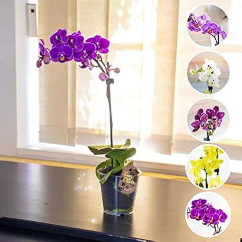Easy Plants 1 Elegant Moth Orchid Colourful Flower Plant in 9cm Pot Phalaenopsis Blume for House Indoor Decoration Cover
