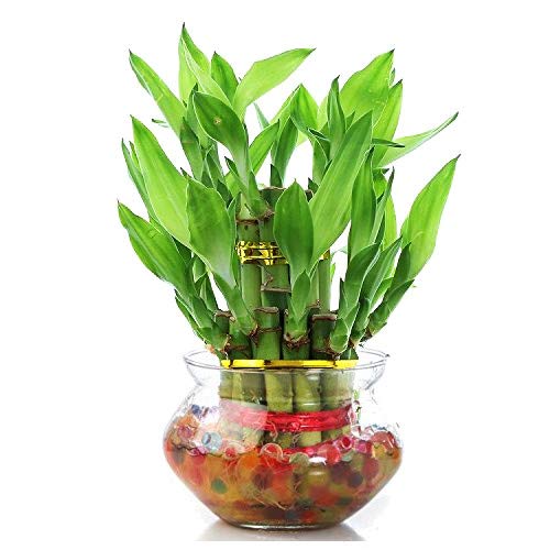 See full amazon price history chart for Abana Homes Lucky Bamboo Plant With Pot - 2 Layer - Live Bamboo Plant in Big Glass Bowl Abana Homes Lucky Bamboo Plant With Pot - 2 Layer - Live Bamboo Plant in Big Glass Bowl (B07RBLRZ3P) Amazon Price History, Amazon Price Tracker