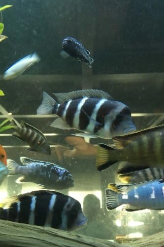 Frontosa and African Cichlid Fish in the Aquarium Journal: Take Notes, Write Down Memories in this 150 Page Lined Journal