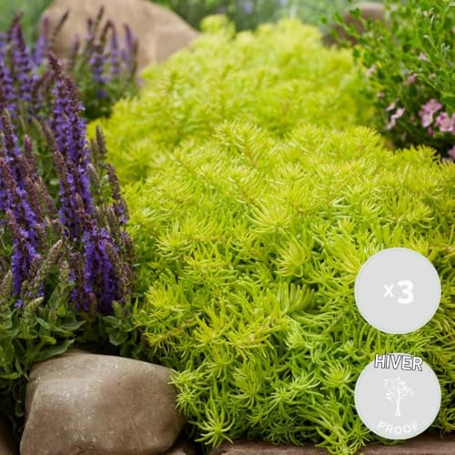 Sedum