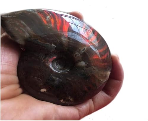 Caracola de amonita arcoíris Cleoniceras Iridesce Amonita Fósiles de amolita fósiles de Madagascar Fidelity Color Natural Piedra preciosa para