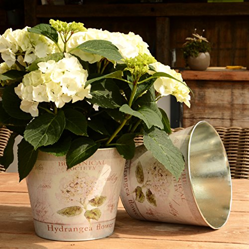 Nature by Kolibri 2-delige set bloempot plantenpot zink hortensia pot 21cm wit - Afbeelding 3