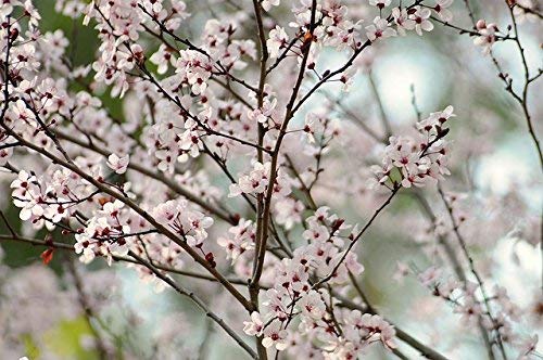 Japanese Cherry Blossom Soap | Candle Scent Japanese Cherry Blossom Soap | Candle Scent