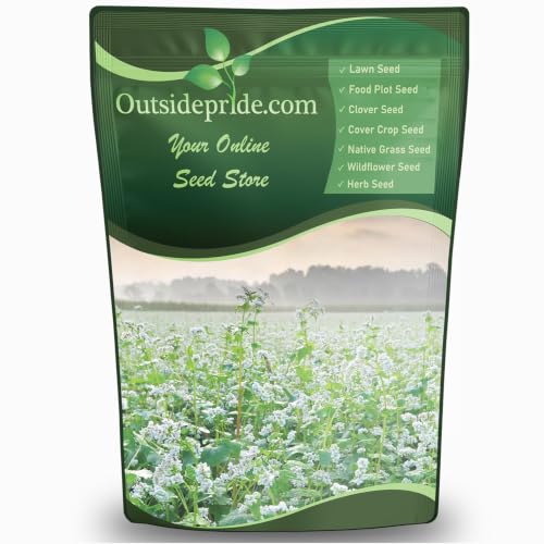 Outsidepride Buckwheat Seeds - 1oz Annual, Fast-Growing, Easy to Grow Buckwheat Cover Crop Seeds for...