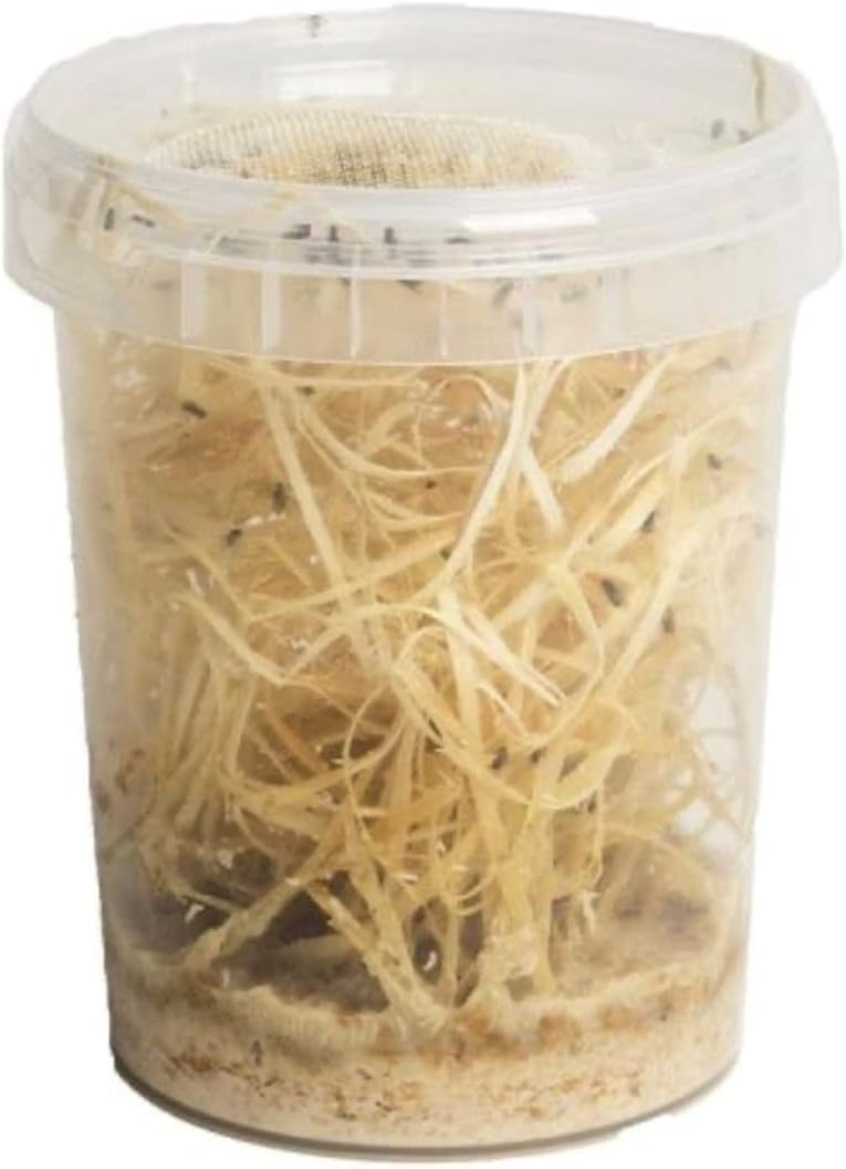 The Mealworm Company LIVEFOODS DIRECT Large Fruit Flies Culture, reptile and bird food Flightless