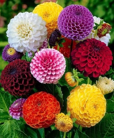 Golden Hills Farm® (AVG 100-500) seeds Flower Seeds : Dahlia-Bambino Dwarf Suitable For Roof Top Gardening Bags (B084P39VHW) Amazon Price History, Amazon Price Tracker