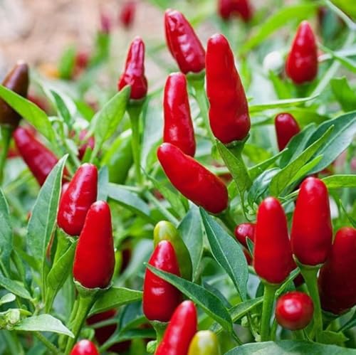 100PCS Bird's Eye Chili Pepper Seeds Compact Spicy Chili Heirloom Pepper Seeds