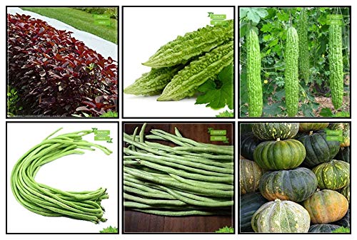 Creative Farmer Summer Seeds Combo Vegetable Seeds : Amaranthus(Red), Bittergourd, Bittergourd Priyanka - White Large Spindle Fruits , Chilly, Cowpea (Anaswara), Dolichus Beans (Grace) Kitchen Garden Pack