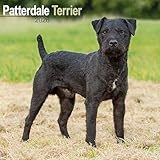 Patterdale Terrier Calendar 2026 Square Dog Breed Wall Calendar - 16 Month