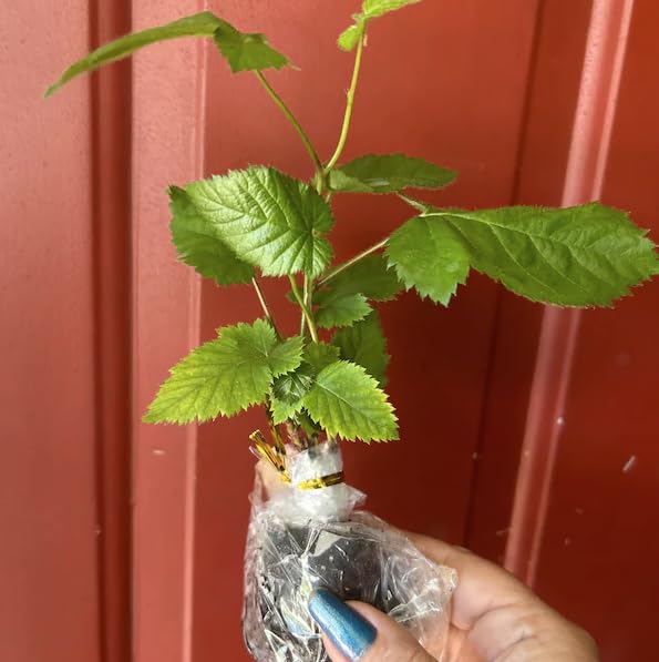 Amazon.com : Osage BlackBerry Live Plant (5-9