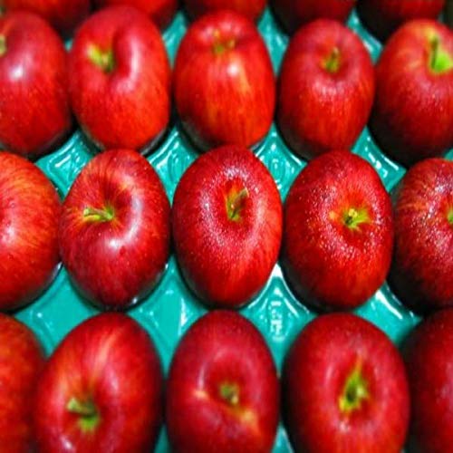 【長野県産】秀品 シナノスイート 大玉限定 8〜18玉入り 約5kg