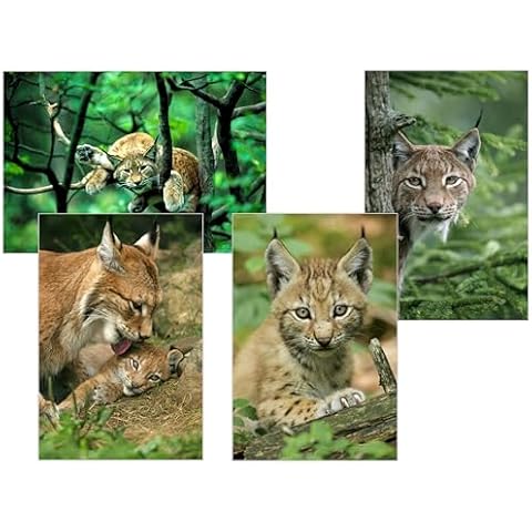 Colibri Luchs Baby Lynx Postcard for Collectors Cover