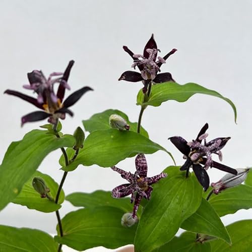 ホトトギス：黒花ホトトギス 大黒天 3号ポット[杜鵑草・時鳥草・郭公草]のサムネイル