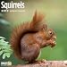 Squirrels 2019 16 Month Wall Calendar 12 x 12 Inches