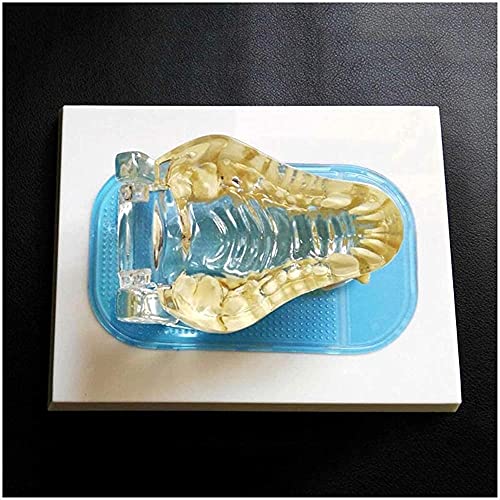 Anatomie de chien NaoSIn-Ni : le support idéal en laboratoire - 5