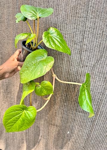 Live Piper Betel Plant, Desi Paan Plant, 4 inch Pot, Medium Size