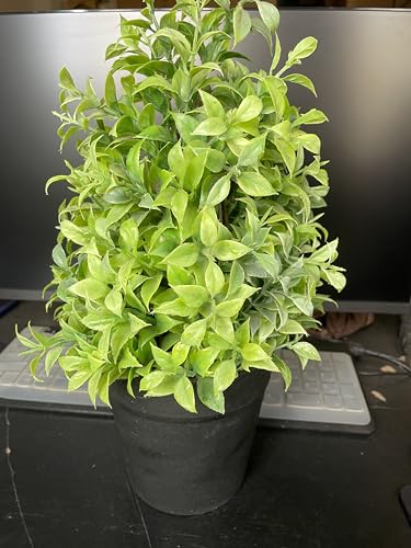 Image of Artificial Realistic Green Leaves Bonsai Potted Plant for Home Office Kitchen Living Room Hotel Restorent Table Corner Center Piece | Natural Look | Show Piece | 36 cm