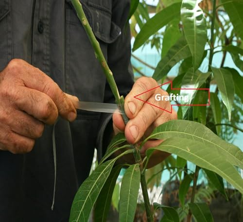 Image of inchNoorjahan Mango Plant Grafted inch Outdoor Hybrid Mango Tree (Height 2-2.5 Feet), Large Fruits Of Approximately 3 To 4 Kg Live Fruit Plant For Home Garden