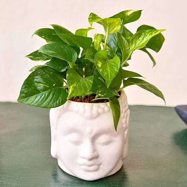 Bring Good Luck with Magnificent Money Plant and Ceramic Pot (B0BBH9PR3Z) Amazon Price History, Amazon Price Tracker