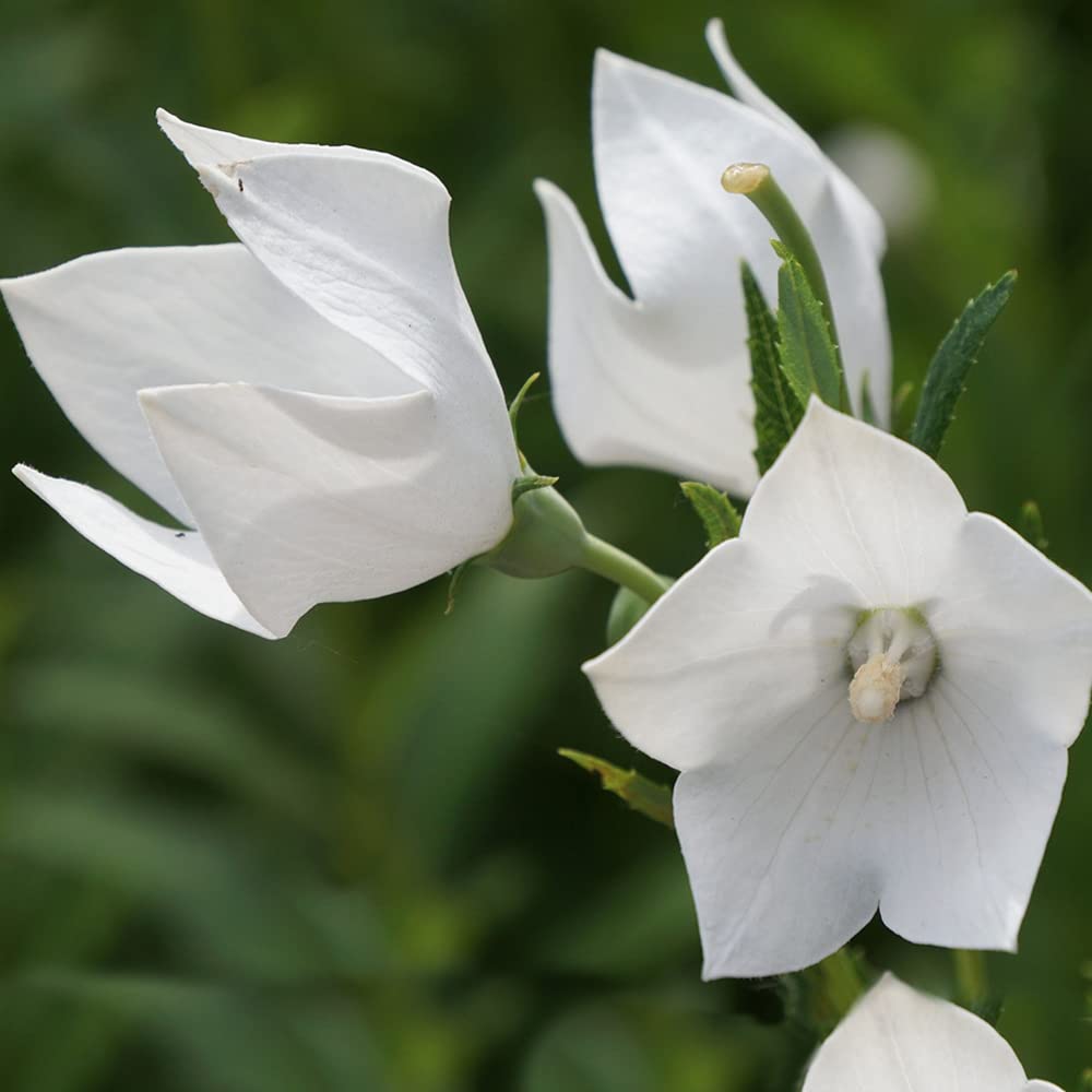 Amazon.co.jp: 桔梗の苗 白花 3.5号ロングポット苗【品種で選べる花苗