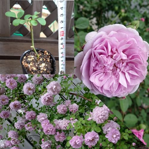 苗 レイニーブルー」の人気商品一覧 | 安い商品を通販サイトから探す