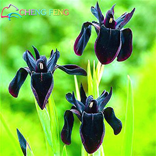 30pcs Hot Iris Iris Semi Orchid Semi perenni rari