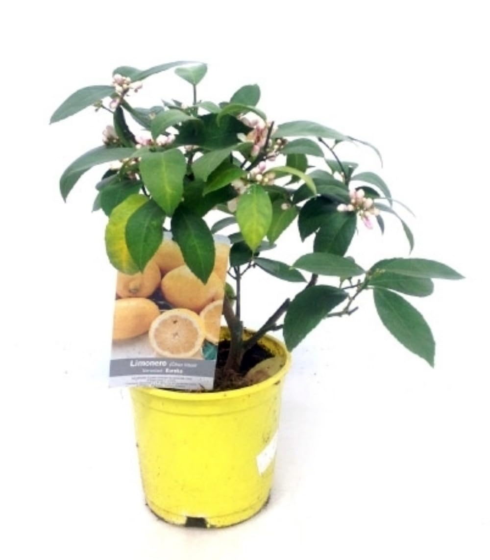 Planta natural Limonero Enano, 30-40 cm. Citrus Limon. Árbol de hojas verdes brillantes, produce frutos amarillos y ácidos, ideal para jardines soleados. Segura Garden.