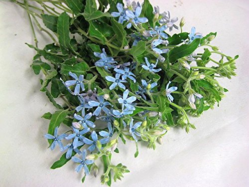 Amazon ブルースター生花 切り花 5本 Cool 切り花 オンライン通販