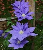H.F. Young Clematis Vine - 2.5' Pot - Huge Wedgewood...