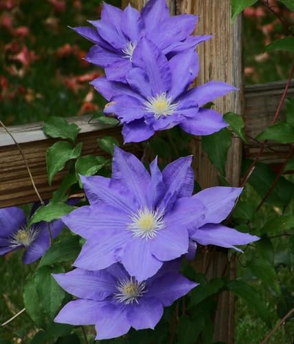 H.F. Young Clematis Vine - 2.5' Pot - Huge Wedgewood...