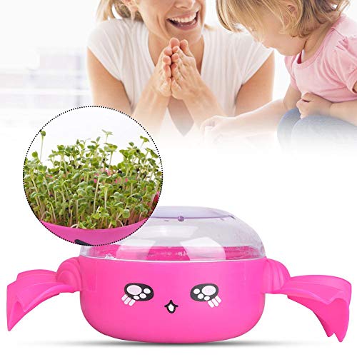 Kit de jardim de sementes não tóxico, prato de cultivo de sementes, amigos simples para casa