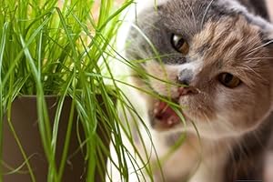 Die Hof Oase 1000 Samen Katzengras