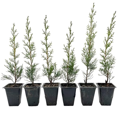 6 Blue Italian Cypress Tree Fast-Growing Privacy Tree with Silvery-Blue Foliage Narrow Columnar Evergreen for Screens & Hedges (Cupressus sempervirens Glauca) in 3.5 Cubes Live Plants