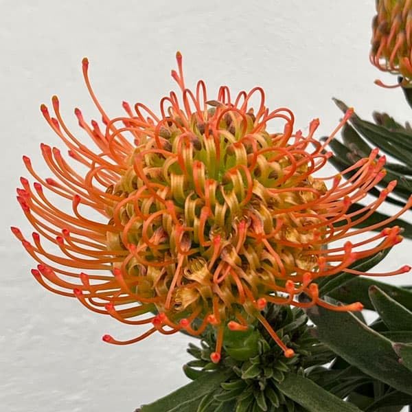 【現品】コーストバンクシア・セイラ　9号　T63番 現品】コーストバンクシア・セイラ 9号 T63番 現品】コースト