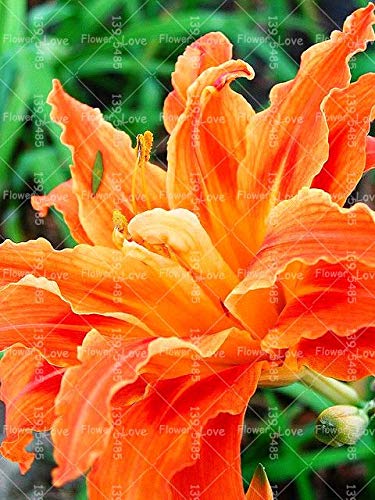 100 Seeds Rare Holland Rainbow Rose Flower Lover Multi-Color Seeds Home Garden Rare Rainbow Rose Flower Seeds Bonsai Seeds