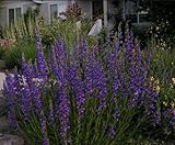 Penstemon Rocky Mountain Blue 100 Seeds Hummingbirds Butterflies!