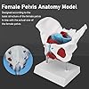 Modello di Bacino Femminile, Modello di Anatomia del Pavimento Pelvico, Modello di Bacino Femminile Colorato Rimovibile per L'insegnamento Dell'ostetricia