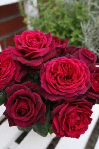 Галерея - Gräfin Diana (Burgundy Panarosa, Dark Desire, KO 03/1643-02, KORdiagra