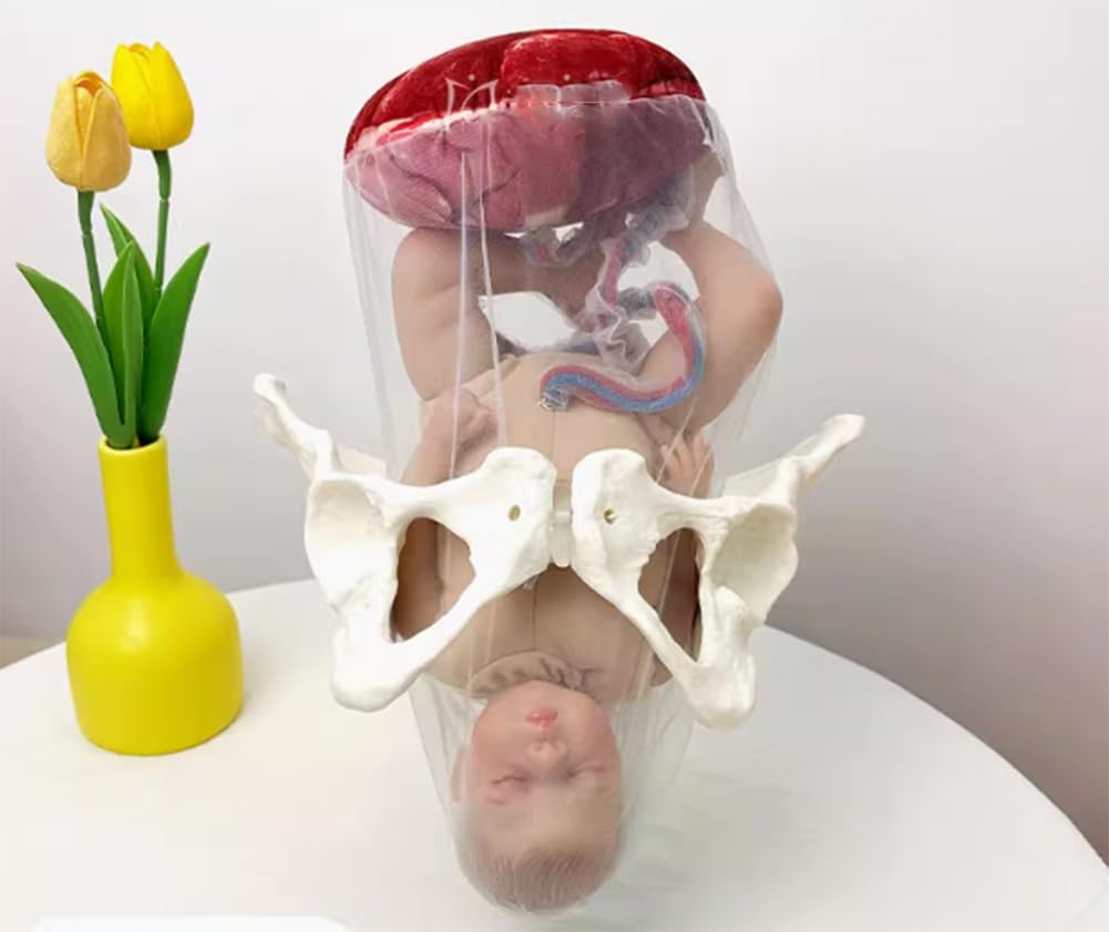 Weibliches Geburtshilfe- Becken Puppe Modell Hebammen Ausbildungs- Modell,Geburts- Modell,Hüftmodell Fetal mit Puppe/Nabelschnur/Amnion/Plazenta/Becken